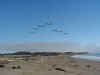 12 pelicans.JPG (36395 bytes)