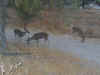48 deer fr space.JPG (77491 bytes)