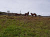 P3240060 Wild Coyotes.jpg (154029 bytes)
