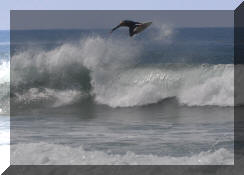 DSC_0378c.jpg (186781 bytes)