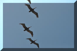 DSC_0392001.jpg (94969 bytes)