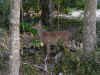02 deer @ Mant Springs.jpg (131485 bytes)