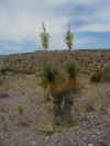 21 sotol.jpg (81949 bytes)