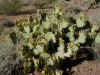 24 prickly pear.JPG (125454 bytes)