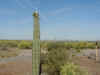 26 saguaro bloom.JPG (59909 bytes)