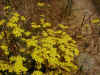 15 yellow flrs.JPG (122583 bytes)