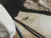 b 06 attack lizard.JPG (87170 bytes)
