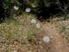 22 puff balls.JPG (137063 bytes)