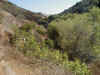06 Looking up the Cache Cyn.JPG (126055 bytes)